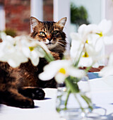 Katze liegend mit Narzissen