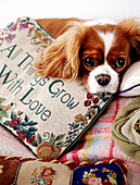 Dog with embroidered cushion