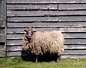 Schafe in Abbekerk Niederländische Provinz Nordholland in der Gemeinde Medemblik