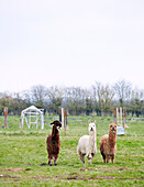 Three llamas stand in Nottinghamshire field England UK