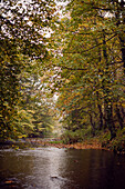 Autumn trees over river in Scotland UK