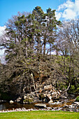 Wald und Fluss in Northumbria, UK