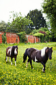 Zwei Ponys spazieren in einem ummauerten Feld mit wilden Butterblumen in Syresham, Northamptonshire, UK
