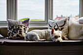 West Highland Terrier wartet auf der Fensterbank in einem Haus in Northumbria, UK