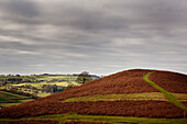 Farnkraut am Hang des Offa's Dyke Path in Gladestry an der Grenze zu Südwales