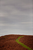 Bracken on hillside with Offa's Dyke Path in Gladestry on the South Wales borders