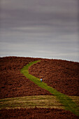 Frau am Hang des Offa's Dyke Path in Gladestry an der Grenze zu Südwales