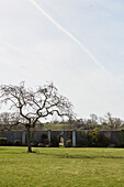 Kahler Baum im ummauerten Garten eines Hauses in Devon, UK