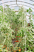 Tomatoes grow in polytunnel at Old Lands kitchen garden Monmouthshire, UK