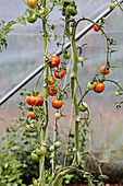 Tomaten an der Rebe im Küchengarten von Old Lands Monmouthshire, UK