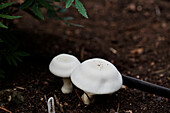 Two mushrooms grow in soil