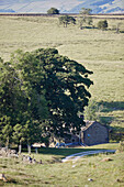 Alpaca grazing in garden of Yorkshire farmhouse, UK