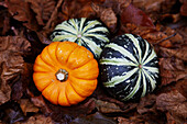 Three pumpkins on a forest floor