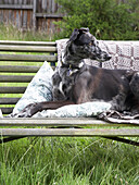 Hund sitzt auf einer Gartenbank