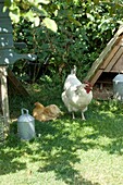 Hahn und Henne vor einem Hühnerstall