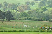 Green hill with trees and grass