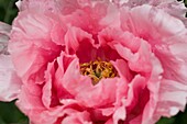 Rosa Blüte (Nahaufnahme)