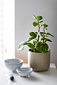 Houseplant and ceramic bowls in Reigate home, Surrey, UK