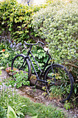 Zugewachsenes altes Fahrrad in einem Garten in Brighton, East Sussex, Großbritannien