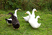 Schwarze und weiße Enten im Garten eines Bauernhauses in Gloucestershire, England, UK