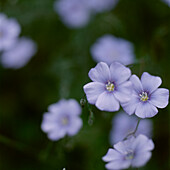 Detail of purple wild flowers growing