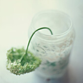 Detail einer verwelkenden grünen Hortensie in einer weißen Vase