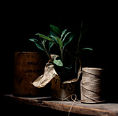 Topfpflanze und Gartengeräte auf einem Regal in einem Schuppen