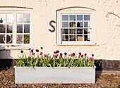 Blühende Tulpen in einem Pflanzgefäß vor den Fenstern eines cremefarbenen Hauses, UK