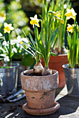 Narcissus flowering in terracotta and metallic flowerpots in UK garden
