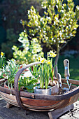 Primrose (Primula vulgaris) and daffodils (narcissus) in gardening trug, UK