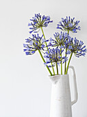 Floral Still life with blue Agapanthus stems in a white jug (Flower of Love)