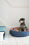 Dog sitting in its bed at the bottom of the stairs