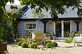 Olive tree and bunting in garden of East Cowes home, Isle of Wight, UK