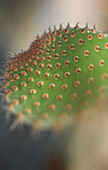 Close up of barbed spines of Opuntia cactus