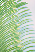 Bright sunlight shining through variegated palm leaves