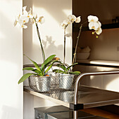 White Orchids in metallic pots and wire basket on a trolley in the kitchen