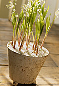 Lily of the valley in plant pot with white gravel on the floor