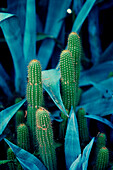 Echinopsis Huascha cacti 