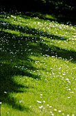 Sommerrasen, übersät mit weißen Gänseblümchen