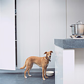 Pet dog in front of tall storage cupboards in modern white kitchen 