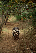 Schwarzes und weißes Schwein in einer Apfelplantage