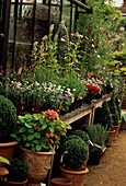 Pflanzen und Sträucher in der Auslage eines Gartenzentrums