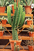 Succulents and cacti on display at a garden center