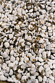 Hundreds of live snails at a market stall in the medina in Fez Morocco