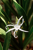 Zarte weiße Blüten der Spinnenlilie in einem karibischen Garten