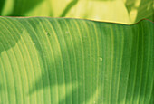 Vibrant fresh green detail of a banana leaf