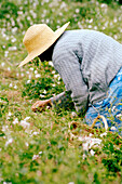 Frau arbeitet auf einem Feld und pflückt Jasminblüten in Grasse, Frankreich