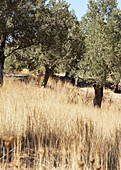 Szenen von Mallorca - Olivenbäume