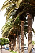 Szenen von Menorca - Palmen entlang der Straße