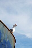 Möwe auf der Stade Old Town Hastings East Sussex